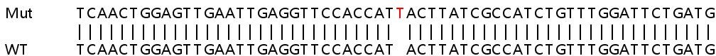 Sanger Sequencing - Human DBF4 knockout HEK-293T cell line (AB267271), expandable thumbnail