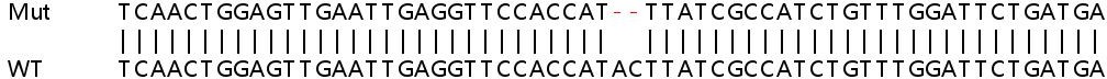 Sanger Sequencing - Human DBF4 knockout HEK-293T cell line (AB267271), expandable thumbnail