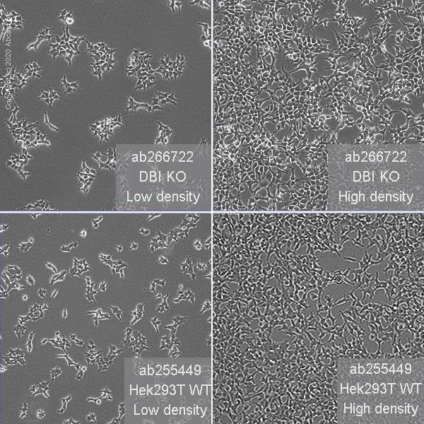 Cell Culture - Human DBI knockout HEK-293T cell line (AB266722)