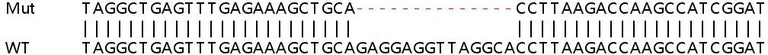 Sanger Sequencing - Human DBI knockout HEK-293T cell line (AB266722)