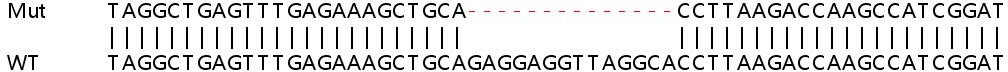 Sanger Sequencing - Human DBI knockout HEK-293T cell lysate (AB258389), expandable thumbnail