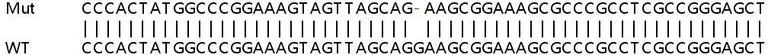 Sanger Sequencing - Human DCAF12 knockout HeLa cell line (AB265422)