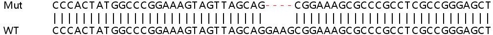 Human DCAF12 knockout HeLa cell lysate