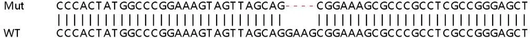 Sanger Sequencing - Human DCAF12 knockout HeLa cell lysate (AB258839)