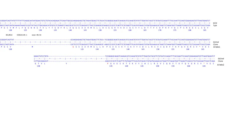 Next Generation Sequencing - Human DCLRE1C knockout A549 cell line (AB326018)