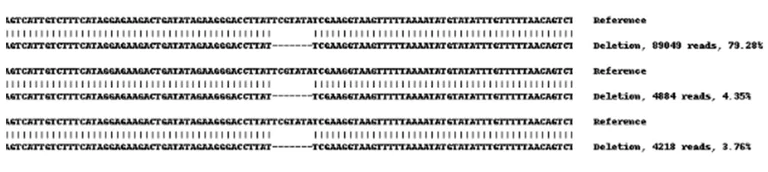 Next Generation Sequencing - Human DCP1A knockout HEK-293 cell line (AB261857)