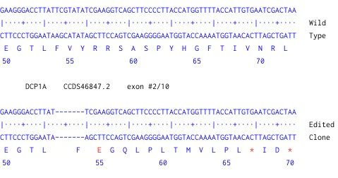 Next Generation Sequencing - Human DCP1A knockout HEK-293 cell line (AB261857)