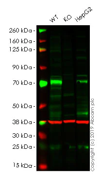 Western blot - Human DCP1A knockout HEK-293 cell lysate (AB261665)