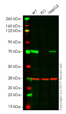 Western blot - Human DCP1A knockout HEK-293 cell lysate (AB261665)