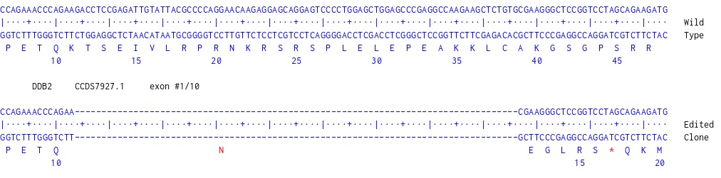 Human DDB2 knockout HCT116 cell line