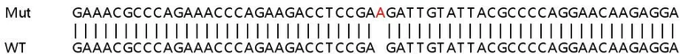 Sanger Sequencing - Human DDB2 knockout HeLa cell line (AB265115)