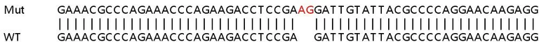 Sanger Sequencing - Human DDB2 knockout HeLa cell line (AB265115)