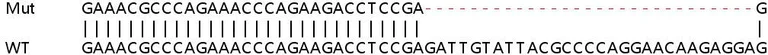 Sanger Sequencing - Human DDB2 knockout HeLa cell line (AB265115)