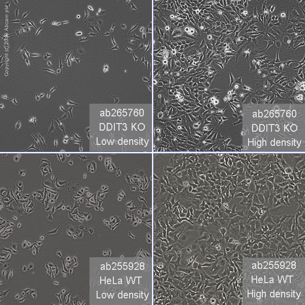 Cell Culture - Human DDIT3 knockout HeLa cell line (AB265760), expandable thumbnail