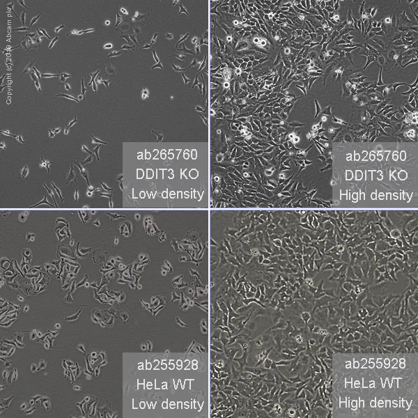 Cell Culture - Human DDIT3 knockout HeLa cell line (AB265760)
