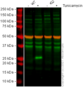 Western blot - Human DDIT3 knockout HeLa cell line (AB265760), expandable thumbnail