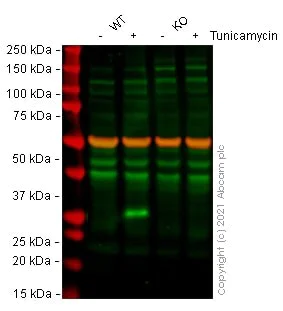 Western blot - Human DDIT3 knockout HeLa cell lysate (AB256889)