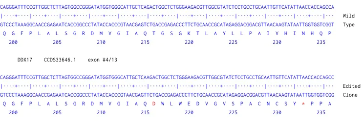 Next Generation Sequencing - Human DDX17 knockout HEK-293 cell line (AB261721)