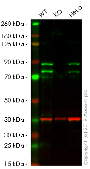 Western blot - Human DDX17 knockout HEK-293 cell lysate (AB261660), expandable thumbnail