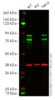 Western blot - Human DDX17 knockout HEK-293 cell lysate (AB261660), expandable thumbnail