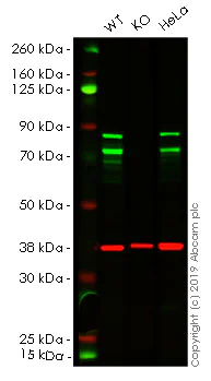 Western blot - Human DDX17 knockout HEK-293 cell lysate (AB261660)