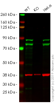 Western blot - Human DDX17 knockout HEK-293 cell lysate (AB261660), expandable thumbnail