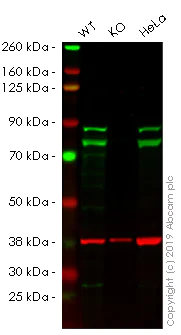 Western blot - Human DDX17 knockout HEK-293 cell lysate (AB261660)