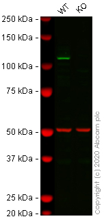 Western blot - Human DDX58 (RIG-I) knockout A549 cell line (AB267117)