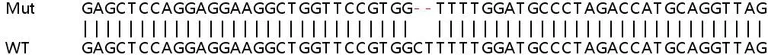 Sanger Sequencing - Human DDX58 (RIG-I) knockout A549 cell lysate (AB257916)