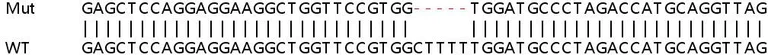Sanger Sequencing - Human DDX58 (RIG-I) knockout A549 cell lysate (AB257916)