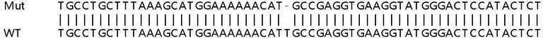 Sanger Sequencing - Human DDX60L knockout A549 cell line (AB266944)