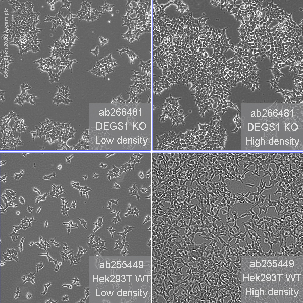 Cell Culture - Human DEGS1 (MLD) knockout HEK-293T cell line (AB266481), expandable thumbnail