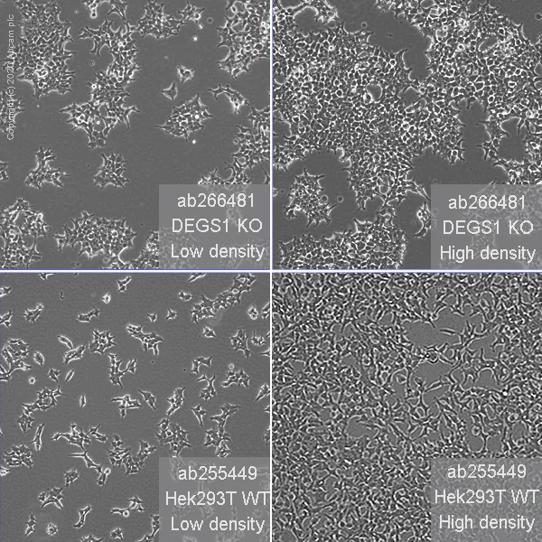Cell Culture - Human DEGS1 (MLD) knockout HEK-293T cell line (AB266481)
