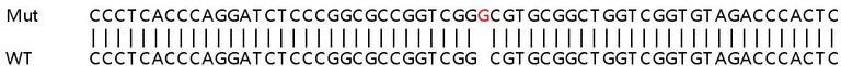 Sanger Sequencing - Human DEGS1 (MLD) knockout HEK-293T cell line (AB266481)