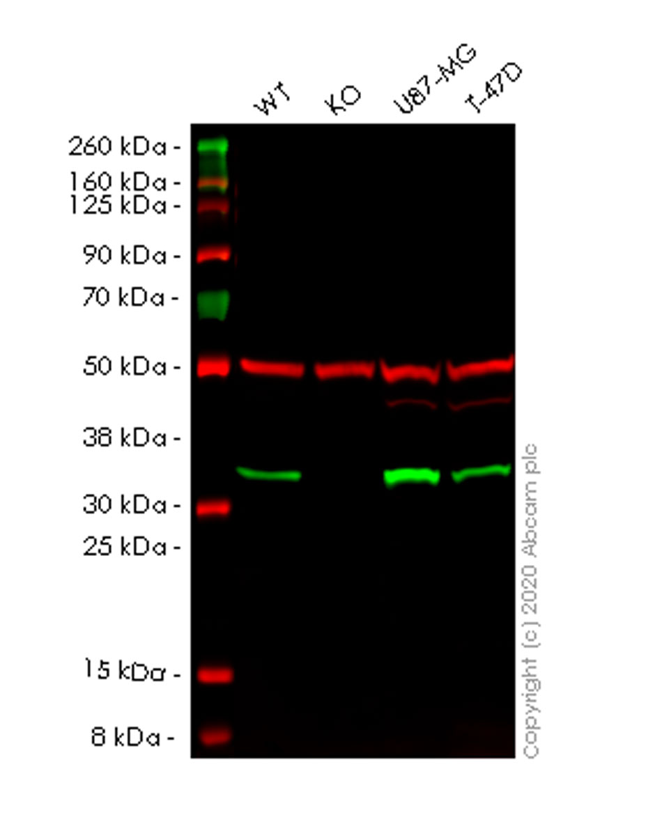 Western blot - Human DEGS1 (MLD) knockout HEK-293T cell line (AB266481), expandable thumbnail