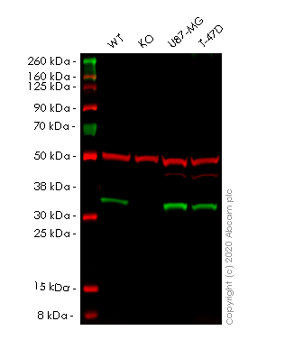 Western blot - Human DEGS1 (MLD) knockout HEK-293T cell line (AB266481), expandable thumbnail
