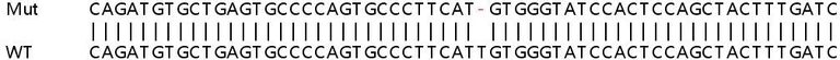 Sanger Sequencing - Human DENND4B knockout HeLa cell line (AB265967)