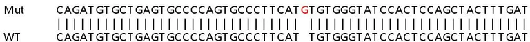 Sanger Sequencing - Human DENND4B knockout HeLa cell lysate (AB263165)