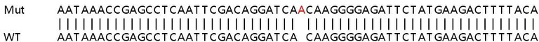 Sanger Sequencing - Human DEPDC5 knockout A549 cell lysate (AB258394)