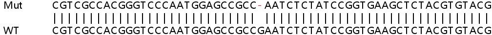 Sanger Sequencing - Human DESI1 knockout HEK-293T cell line (AB266317), expandable thumbnail