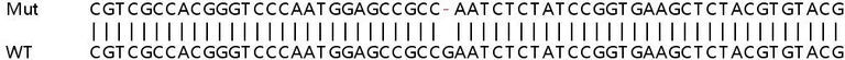 Sanger Sequencing - Human DESI1 knockout HEK-293T cell line (AB266317)