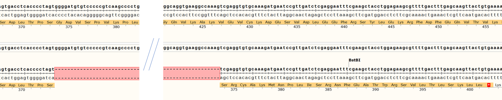 Sanger Sequencing - Human DGCR8 knockout A549 cell line (AB287368), expandable thumbnail