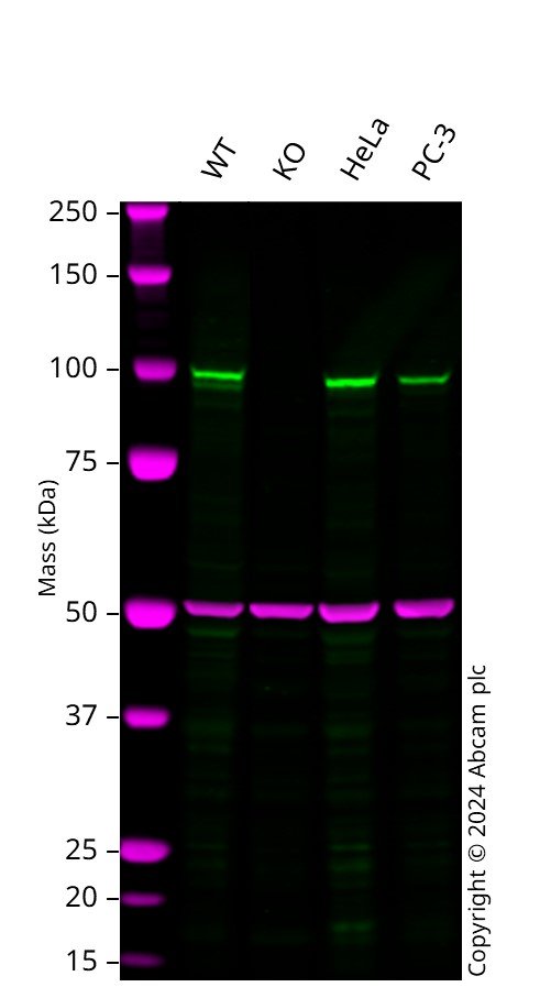 Western blot - Human DGCR8 knockout A549 cell line (AB287368), expandable thumbnail
