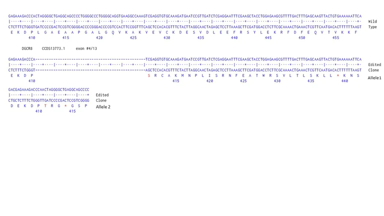 Next Generation Sequencing - Human DGCR8 knockout HCT116 cell line (AB287366)