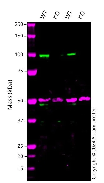 Western blot - Human DGCR8 knockout HCT116 cell line (AB287366)