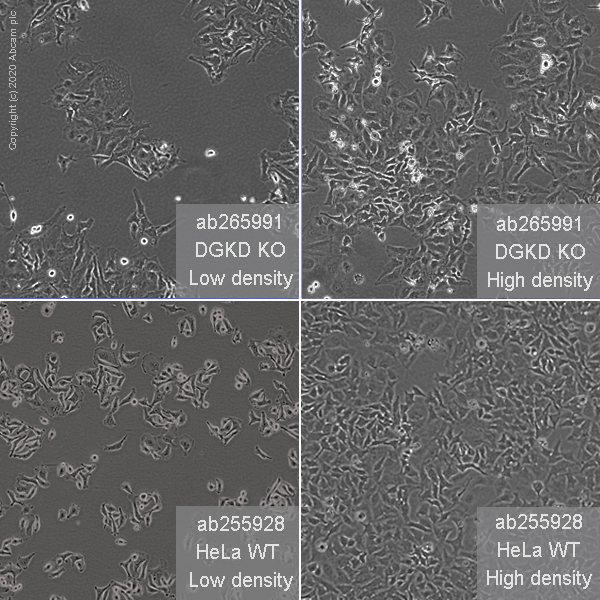 Cell Culture - Human DGKD knockout HeLa cell line (AB265991), expandable thumbnail