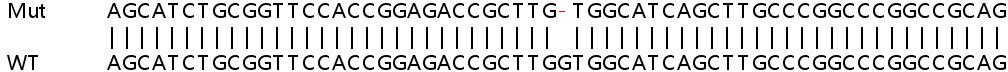 Sanger Sequencing - Human DGKD knockout HeLa cell line (AB265991), expandable thumbnail
