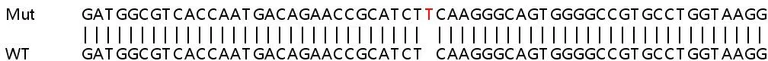 Sanger Sequencing - Human DHCR7 knockout HeLa cell lysate (AB258398)
