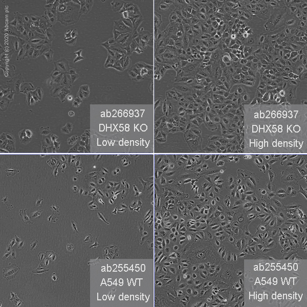 Human DHX58 (RLR) knockout A549 cell line