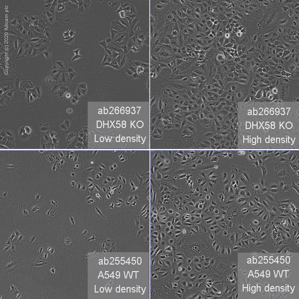 Cell Culture - Human DHX58 (RLR) knockout A549 cell line (AB266937)